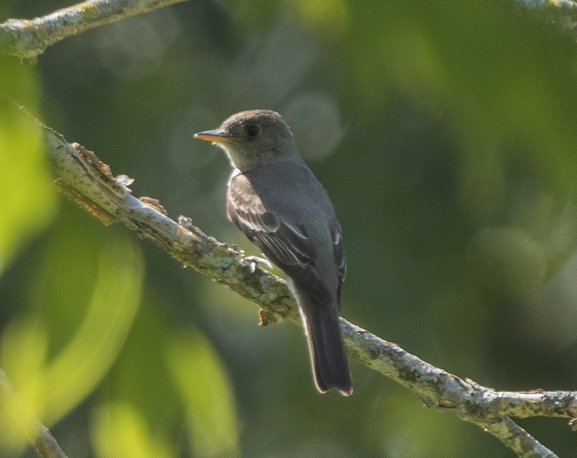 Eastern Wood-Pewee - ML483070861