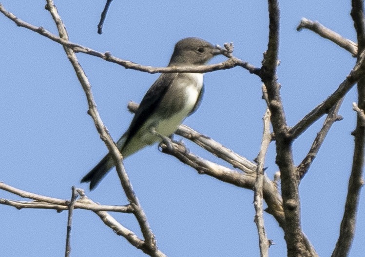 Olive-sided Flycatcher - ML483071231