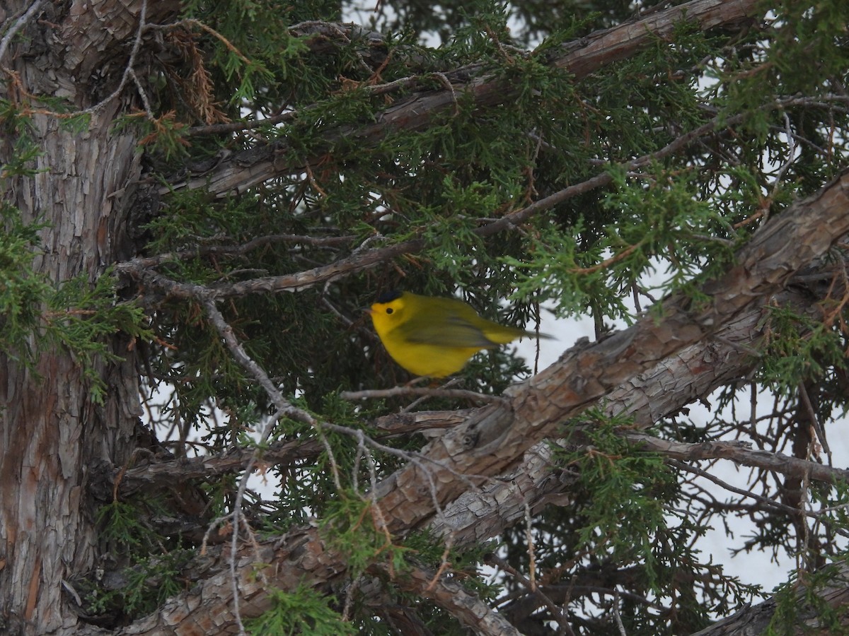 Wilson's Warbler - ML483071341