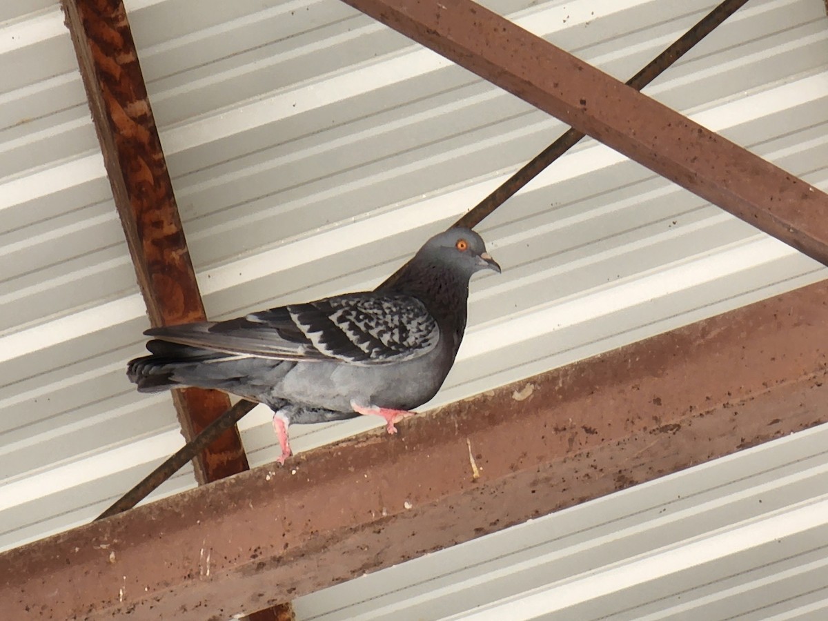 Rock Pigeon (Feral Pigeon) - ML483071381