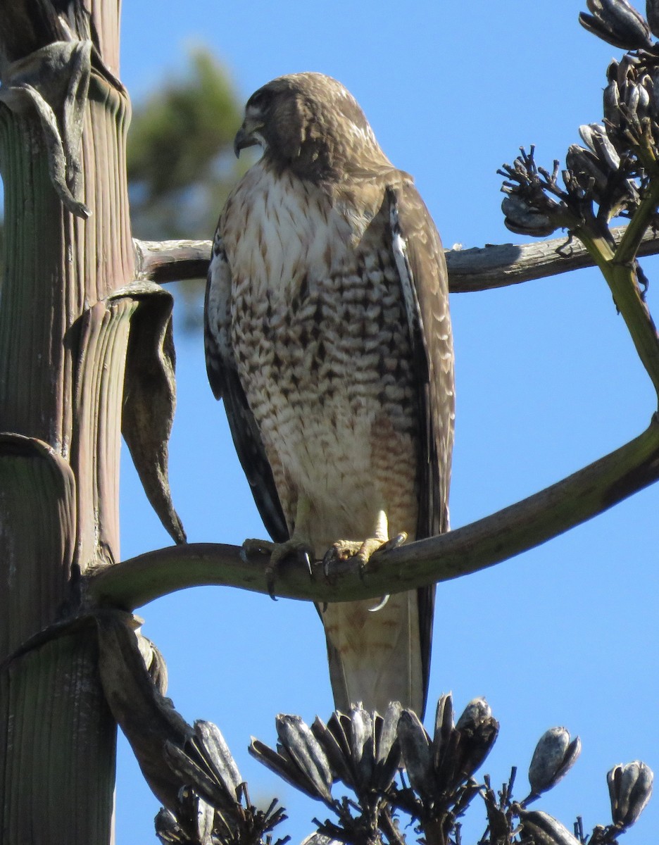 Red-tailed Hawk - ML48307151