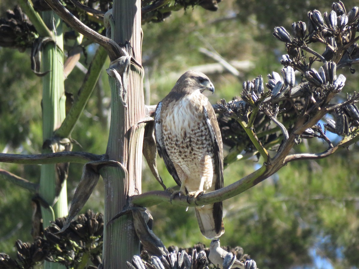 Red-tailed Hawk - ML48307161