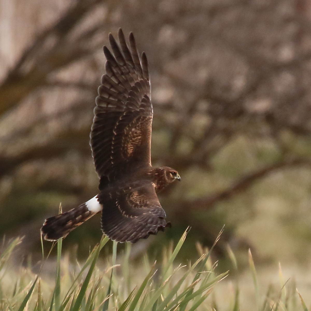 Northern Harrier - ML483071991