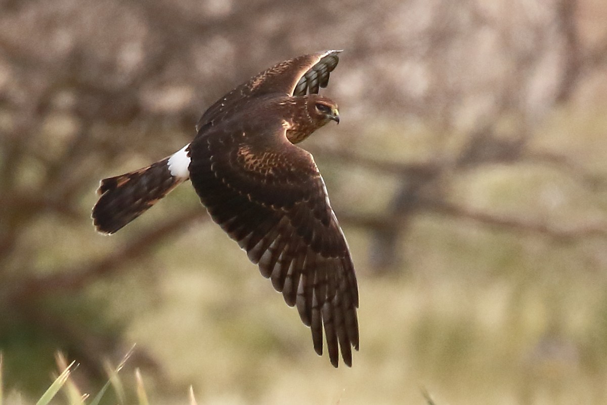 Northern Harrier - ML483072001