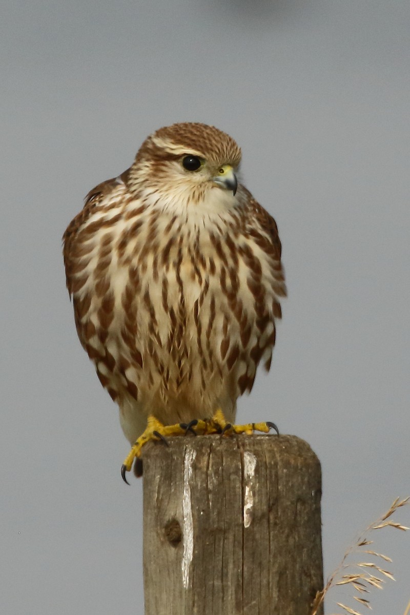 Faucon émerillon (richardsonii) - ML483072091