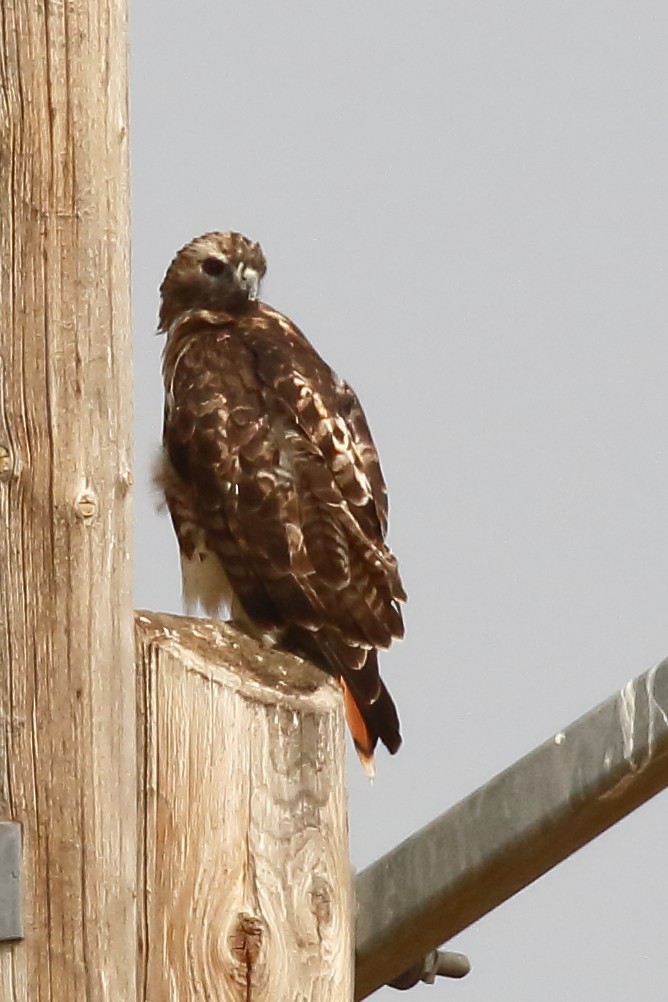 Red-tailed Hawk - ML483072151