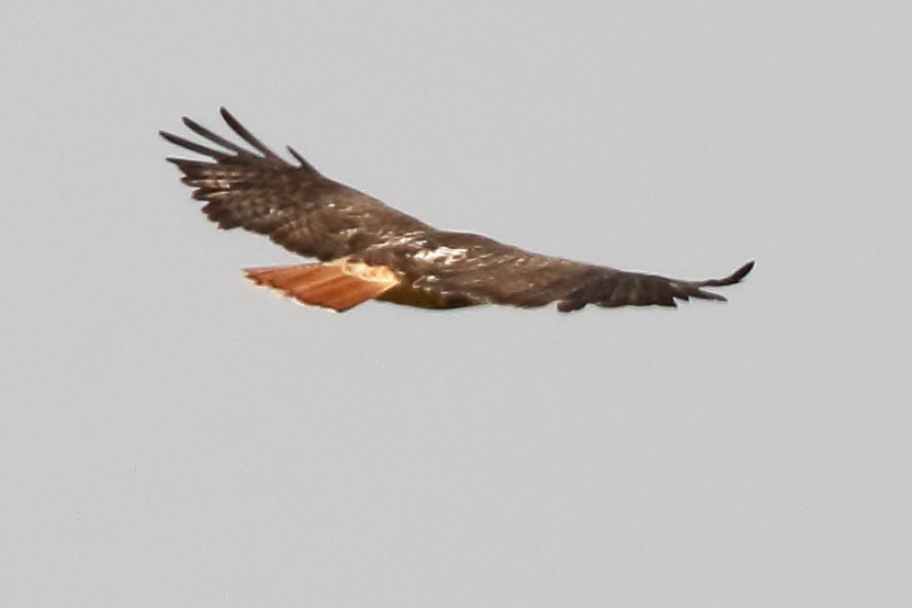 Red-tailed Hawk - ML483072161