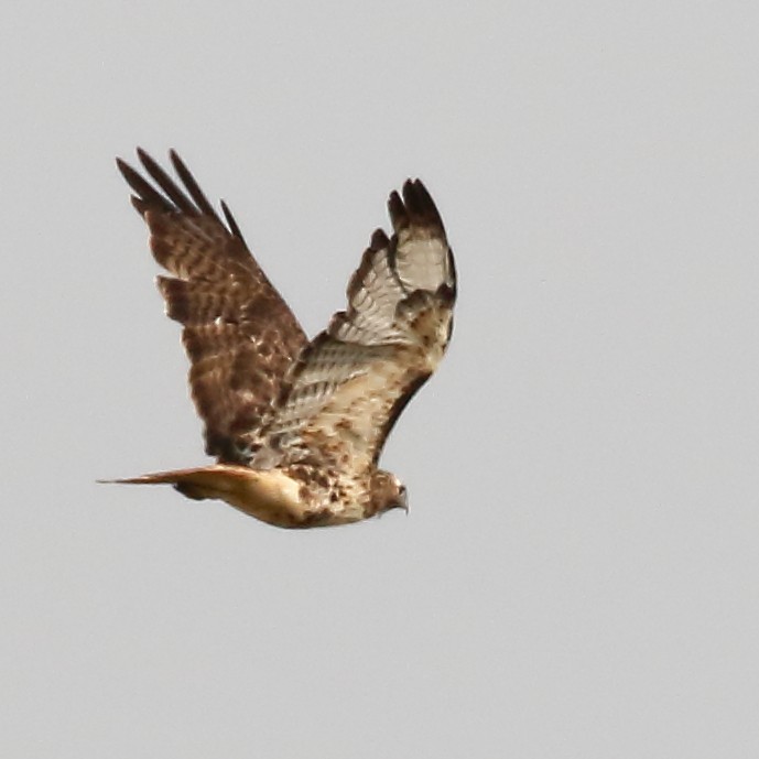 Red-tailed Hawk - Douglas Faulder