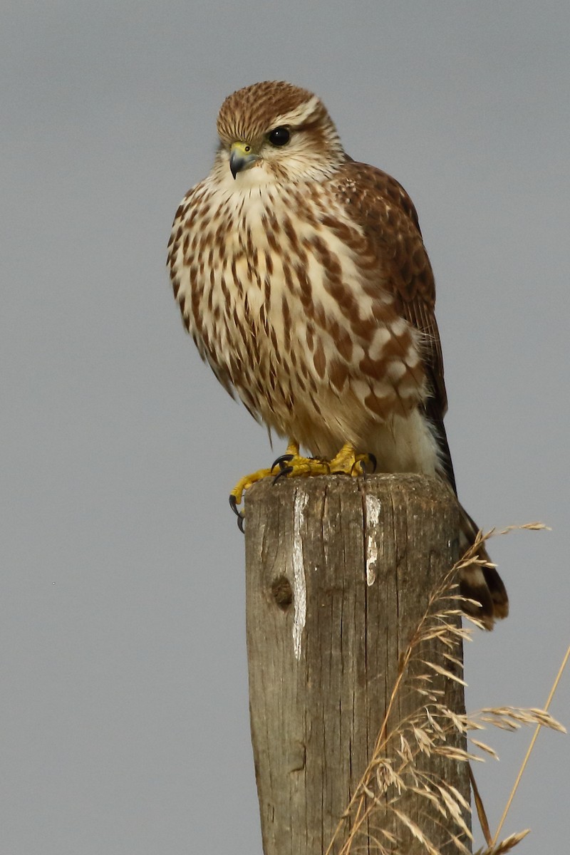 Faucon émerillon (richardsonii) - ML483072241