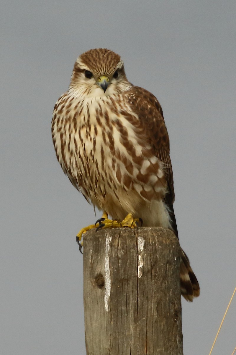 Merlin (richardsonii) - ML483072251