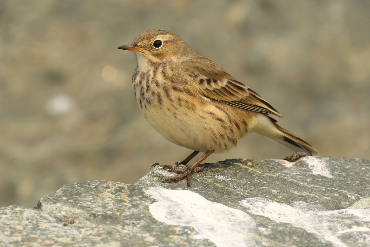 American Pipit - ML483072331