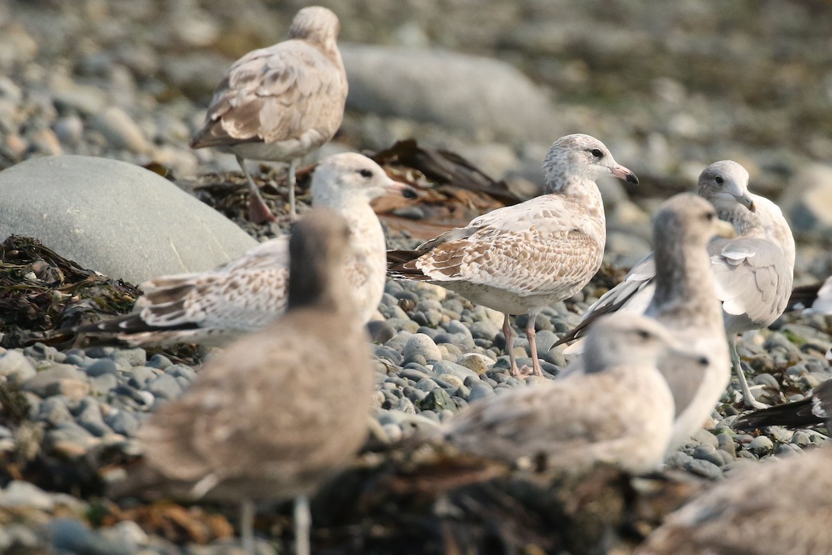 Ring-billed Gull - ML483072361