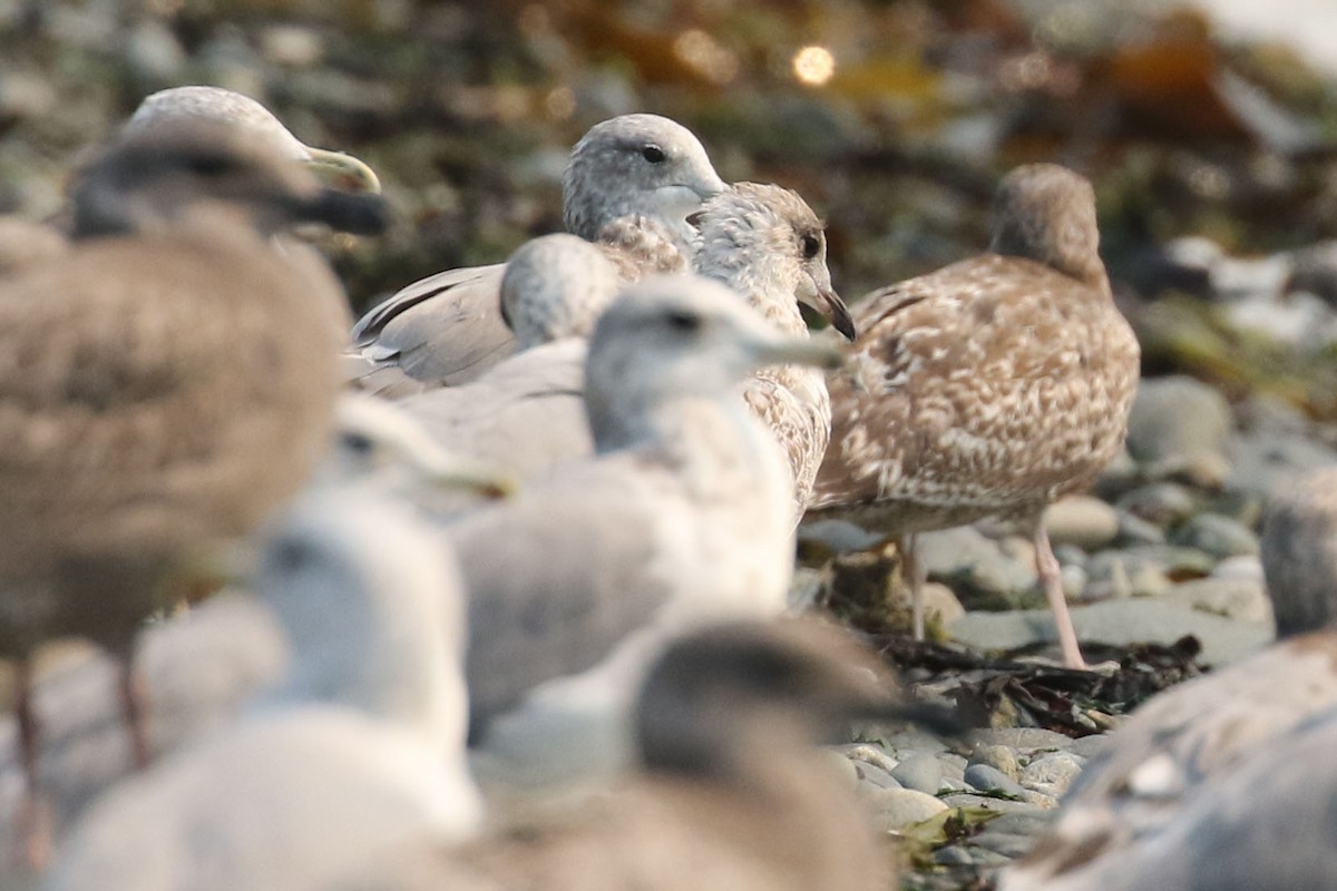 Ring-billed Gull - ML483072381