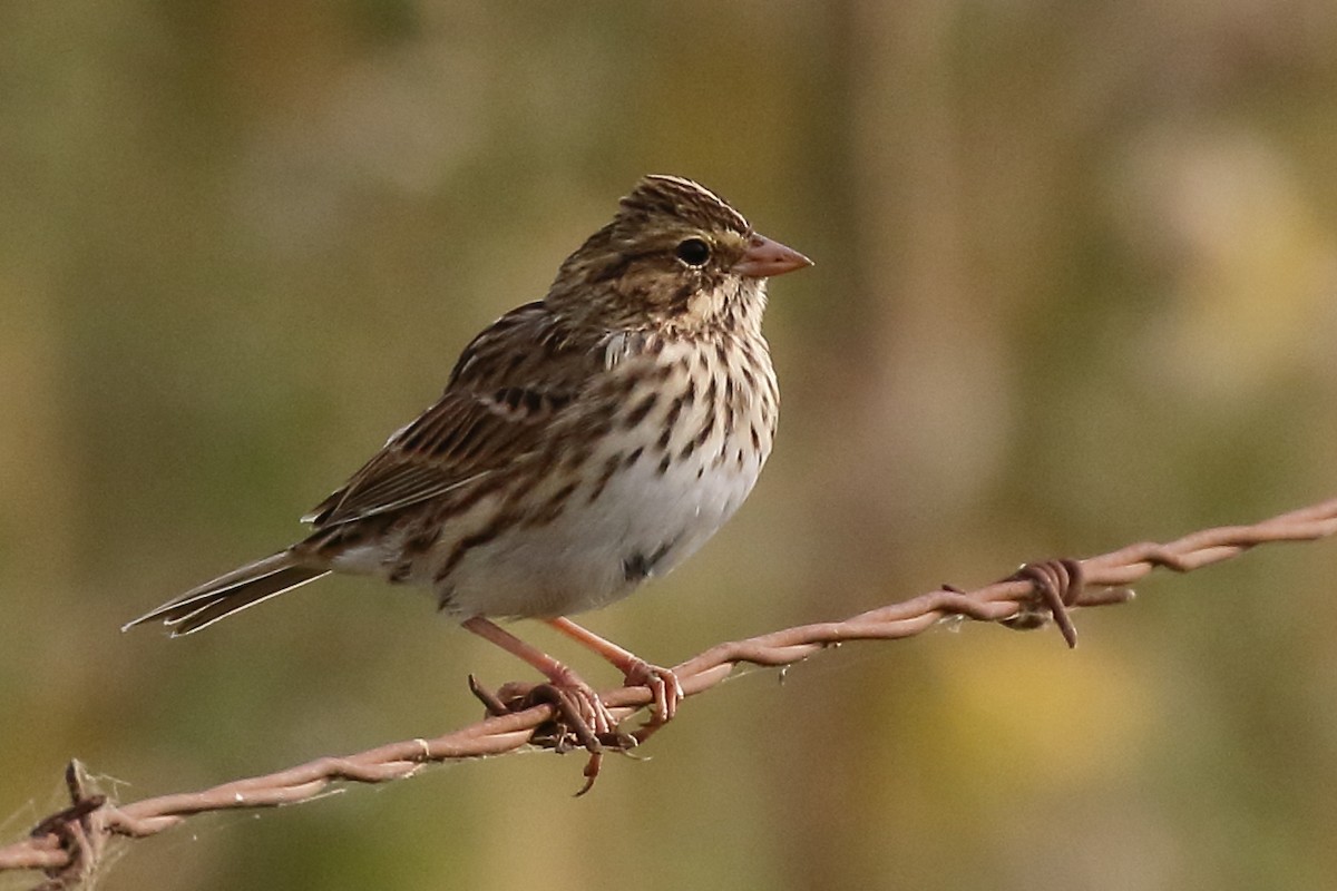 Savannah Sparrow - ML483072561