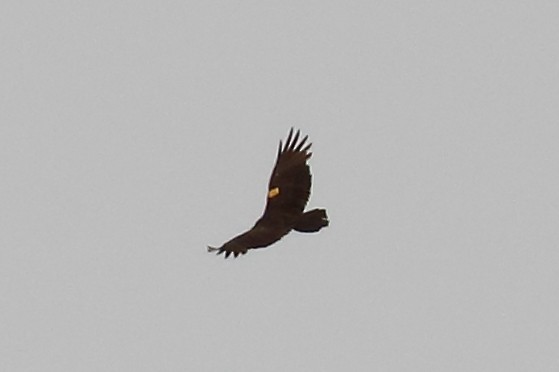 Turkey Vulture - ML483072611