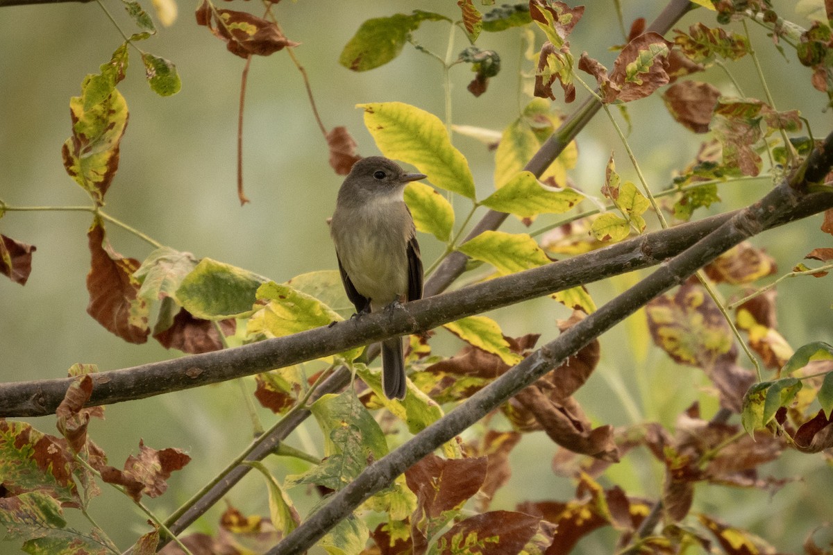 Willow Flycatcher - Skip Russell