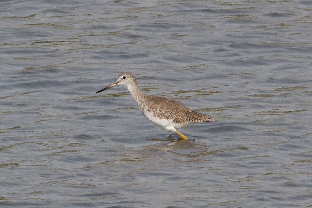 Greater Yellowlegs - Mitchell Dart