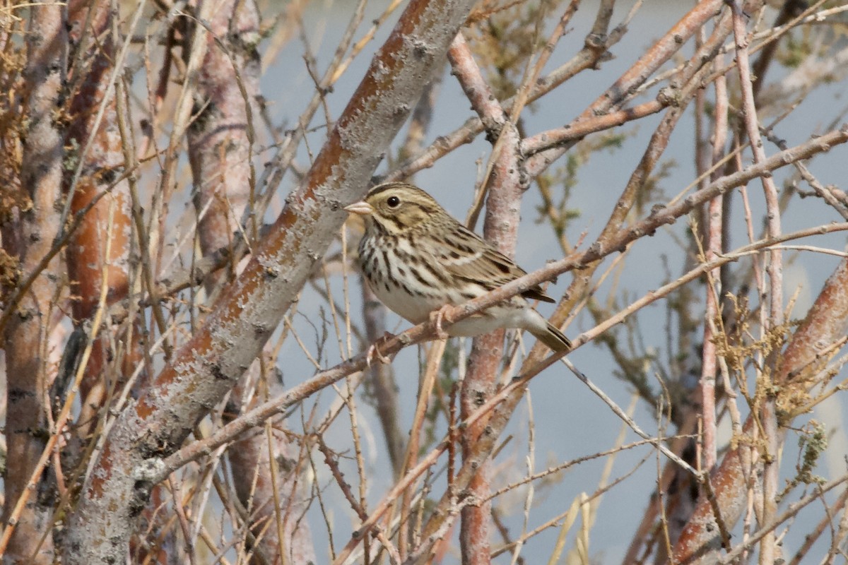 Savannah Sparrow - ML483073411