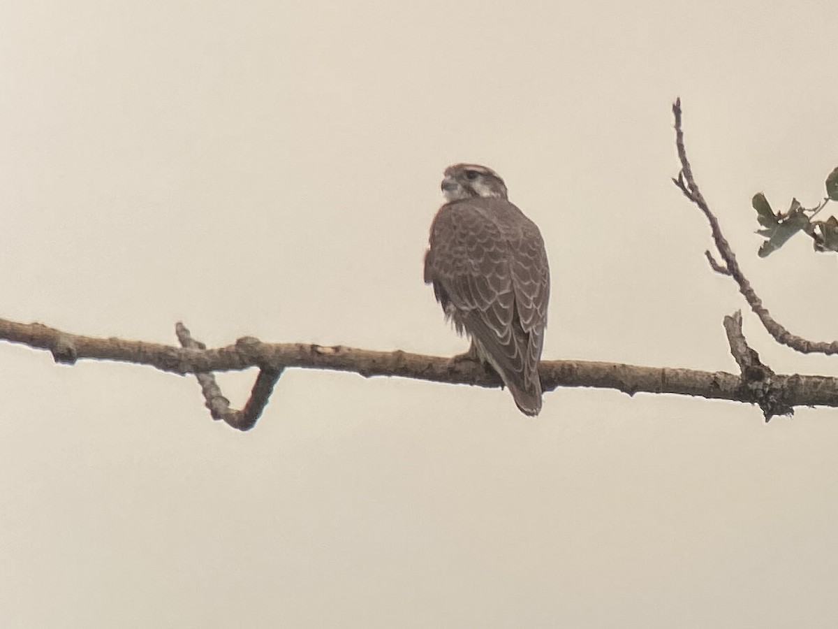 Prairie Falcon - ML483074581