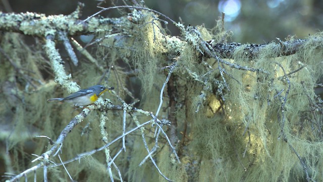 Northern Parula - ML483075