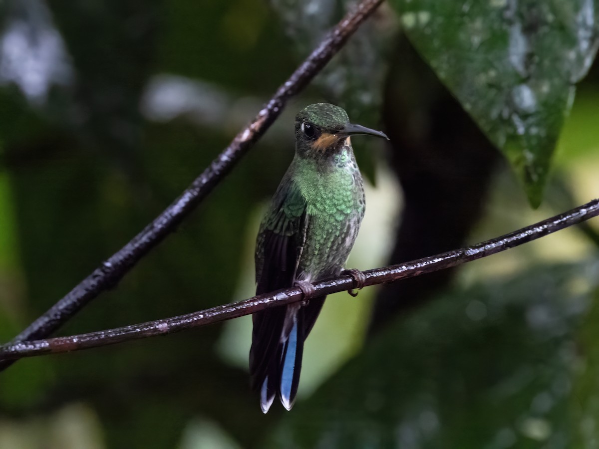 kolibřík irisový - ML483075391