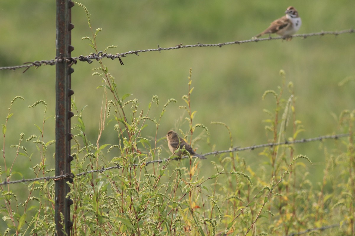 Lazuli Bunting - Gil Ewing