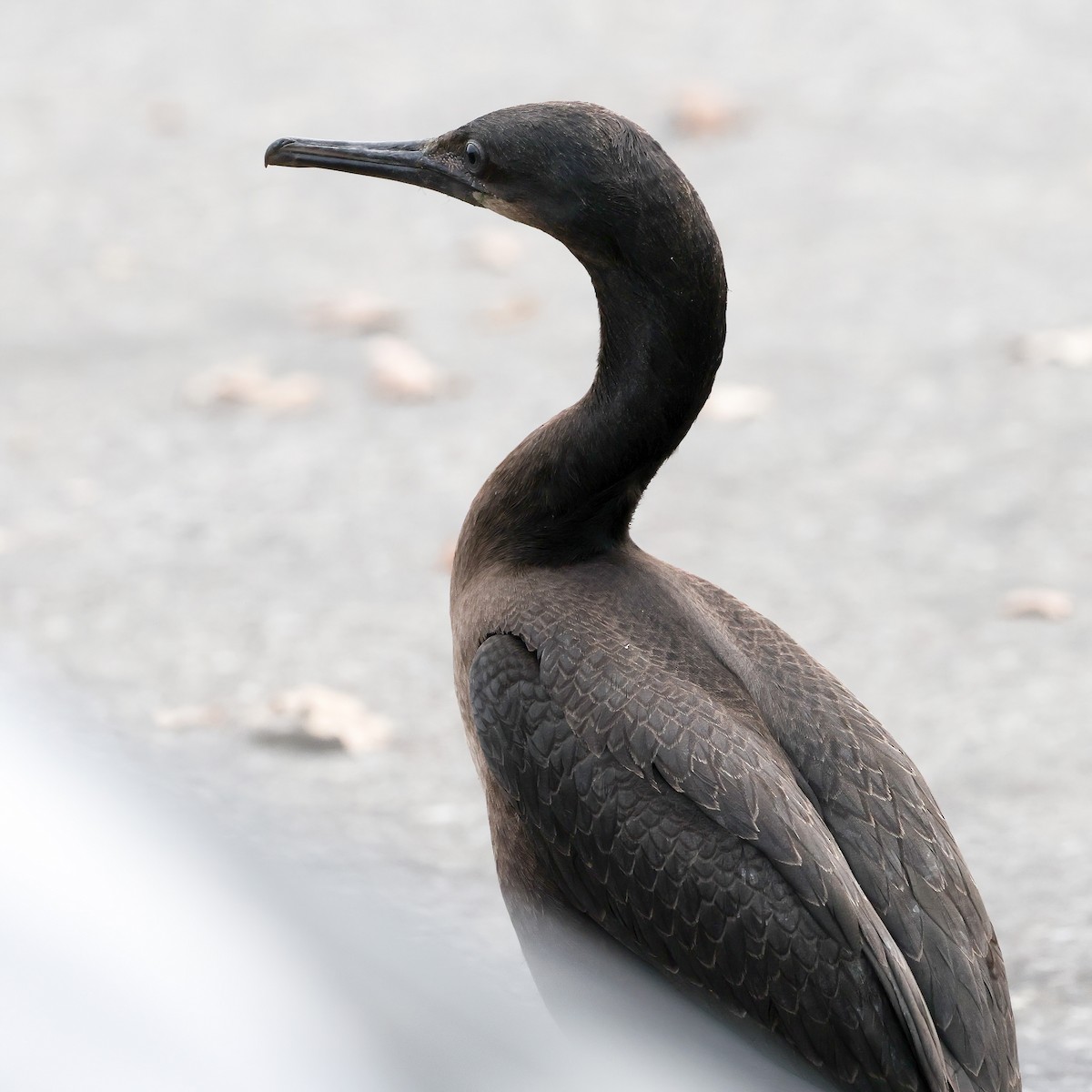 Brandt's Cormorant - ML483076481