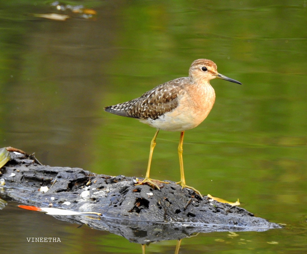 Wood Sandpiper - ML48307811