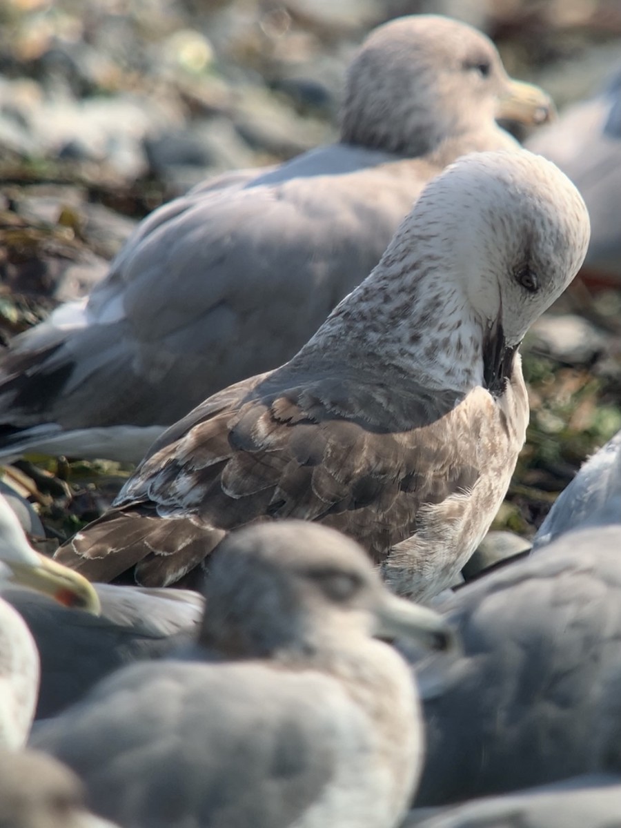 Lesser Black-backed Gull - ML483078381