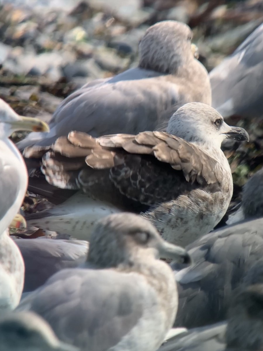 Lesser Black-backed Gull - ML483078661