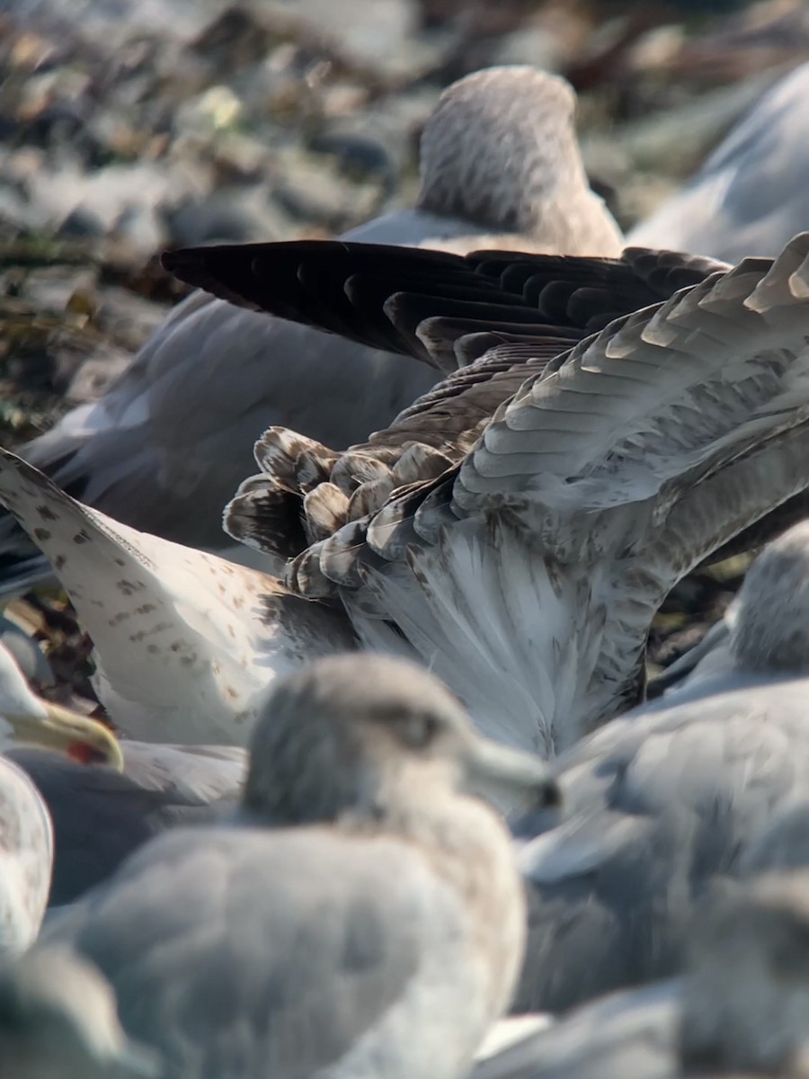 Lesser Black-backed Gull - ML483078671