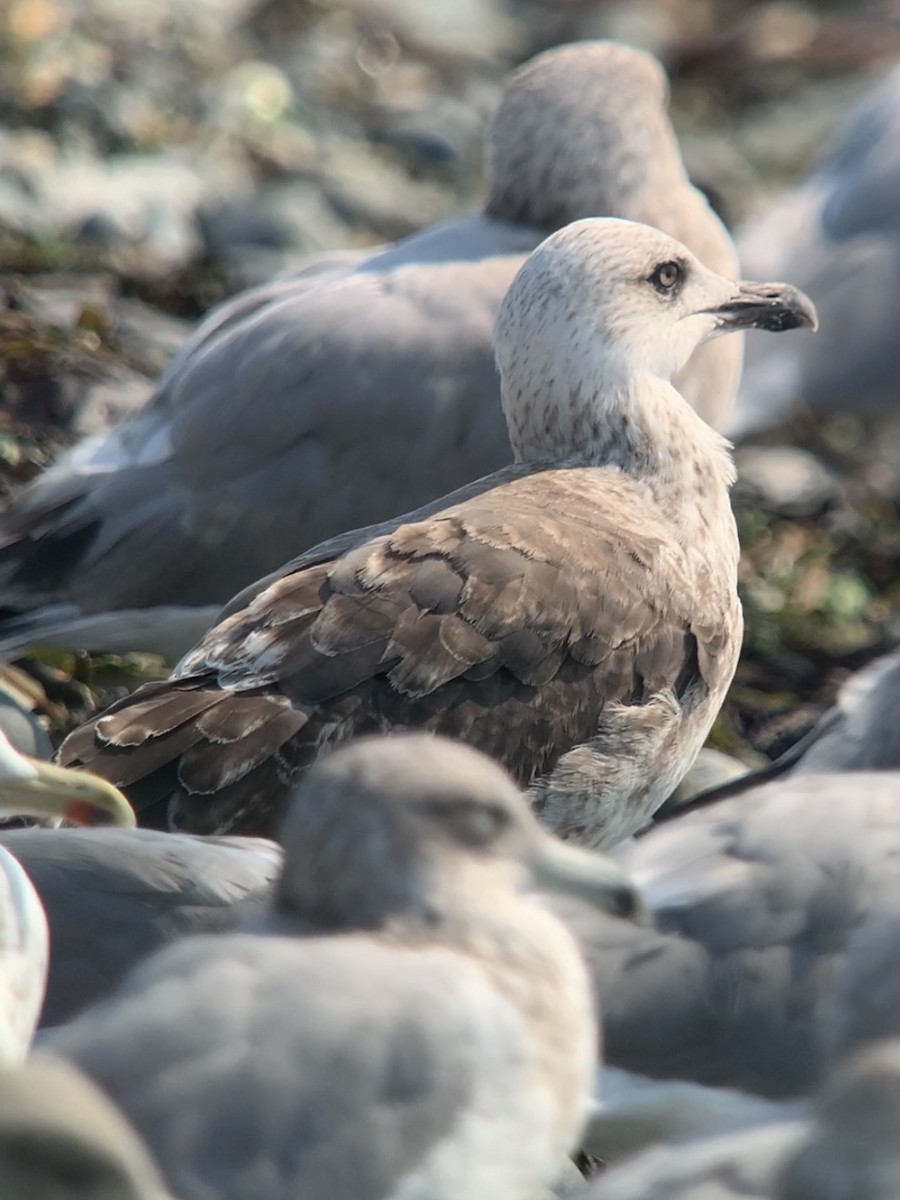 Lesser Black-backed Gull - ML483078691