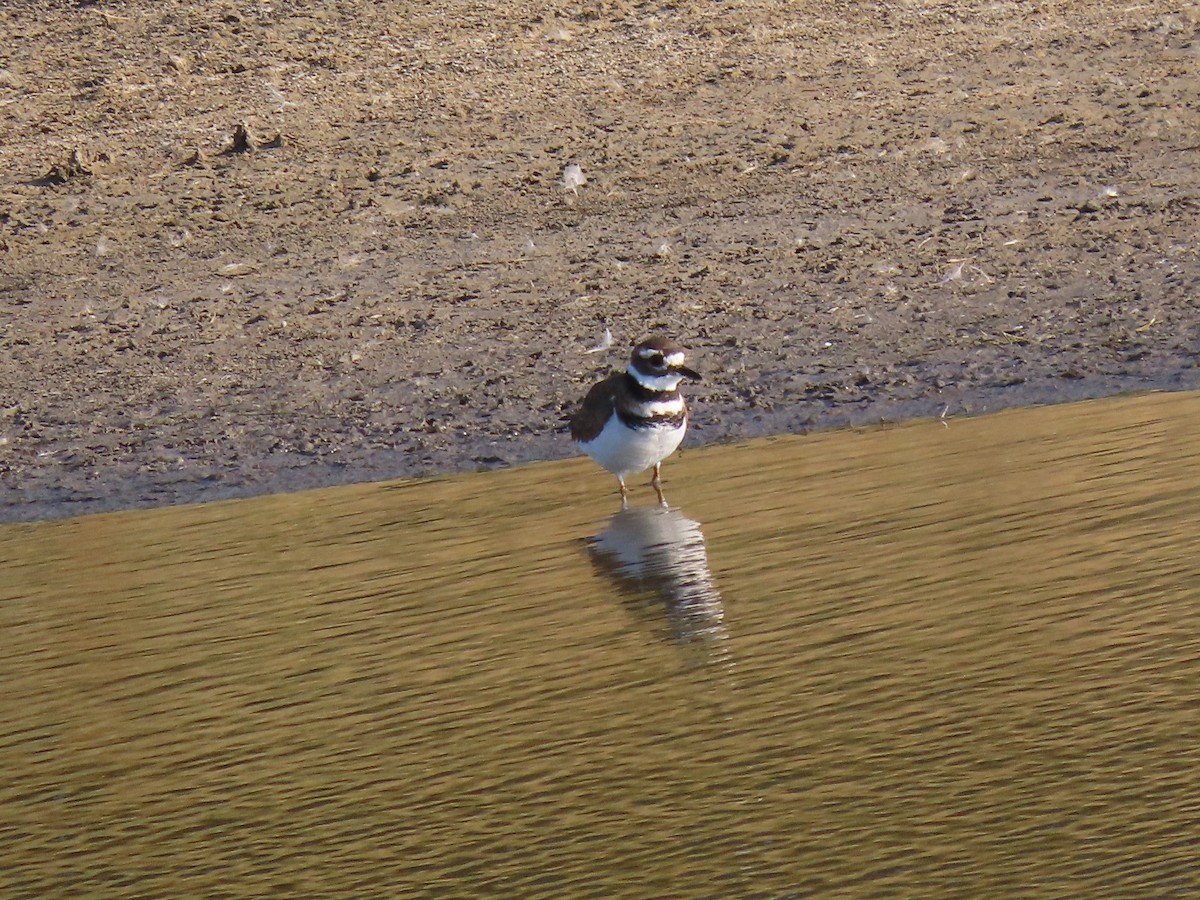 Killdeer - ML483078881