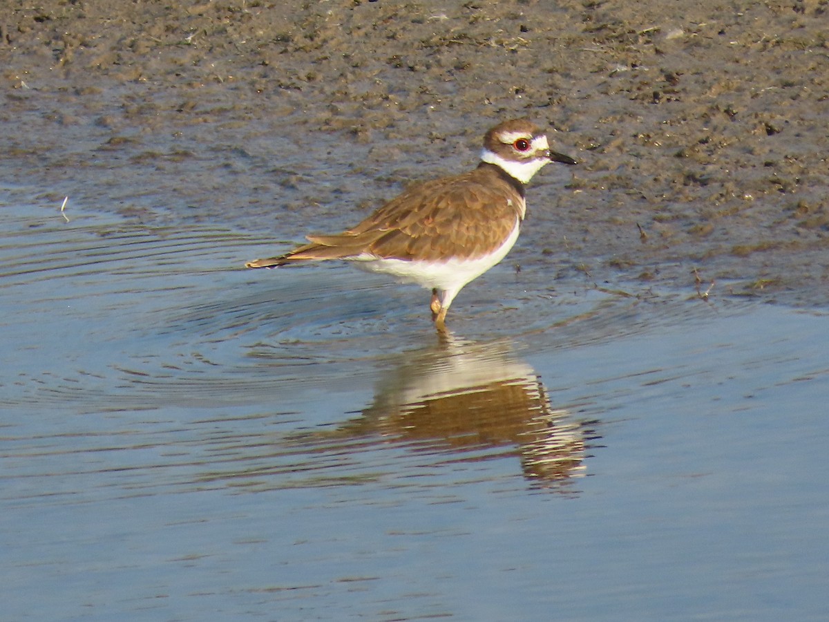 Killdeer - Kerry Hjertaas