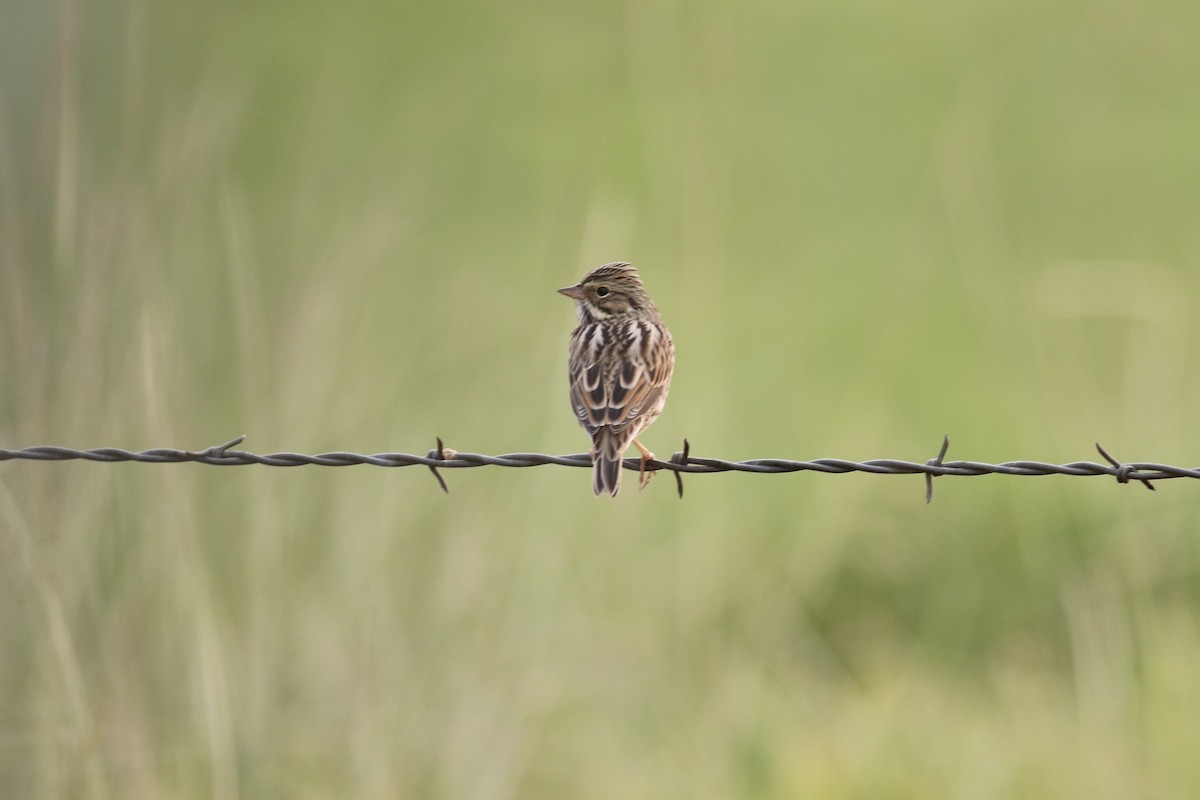 Savannah Sparrow - Gil Ewing