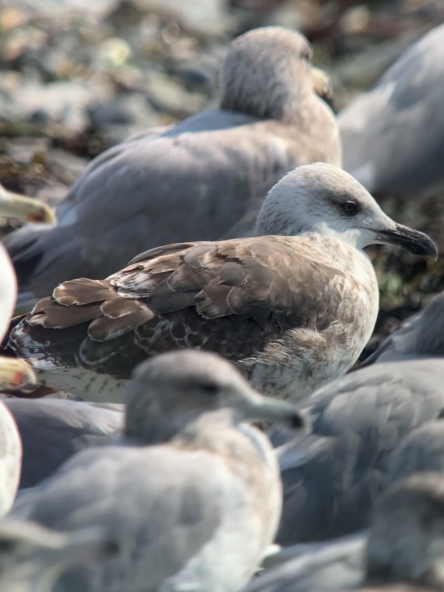 Lesser Black-backed Gull - ML483079551