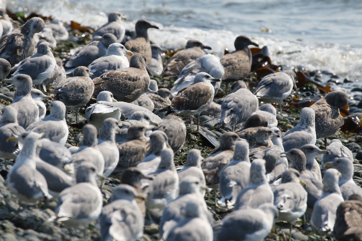 Lesser Black-backed Gull - ML483079621