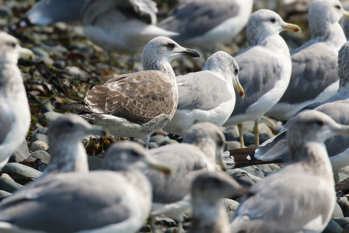 Lesser Black-backed Gull - ML483079631