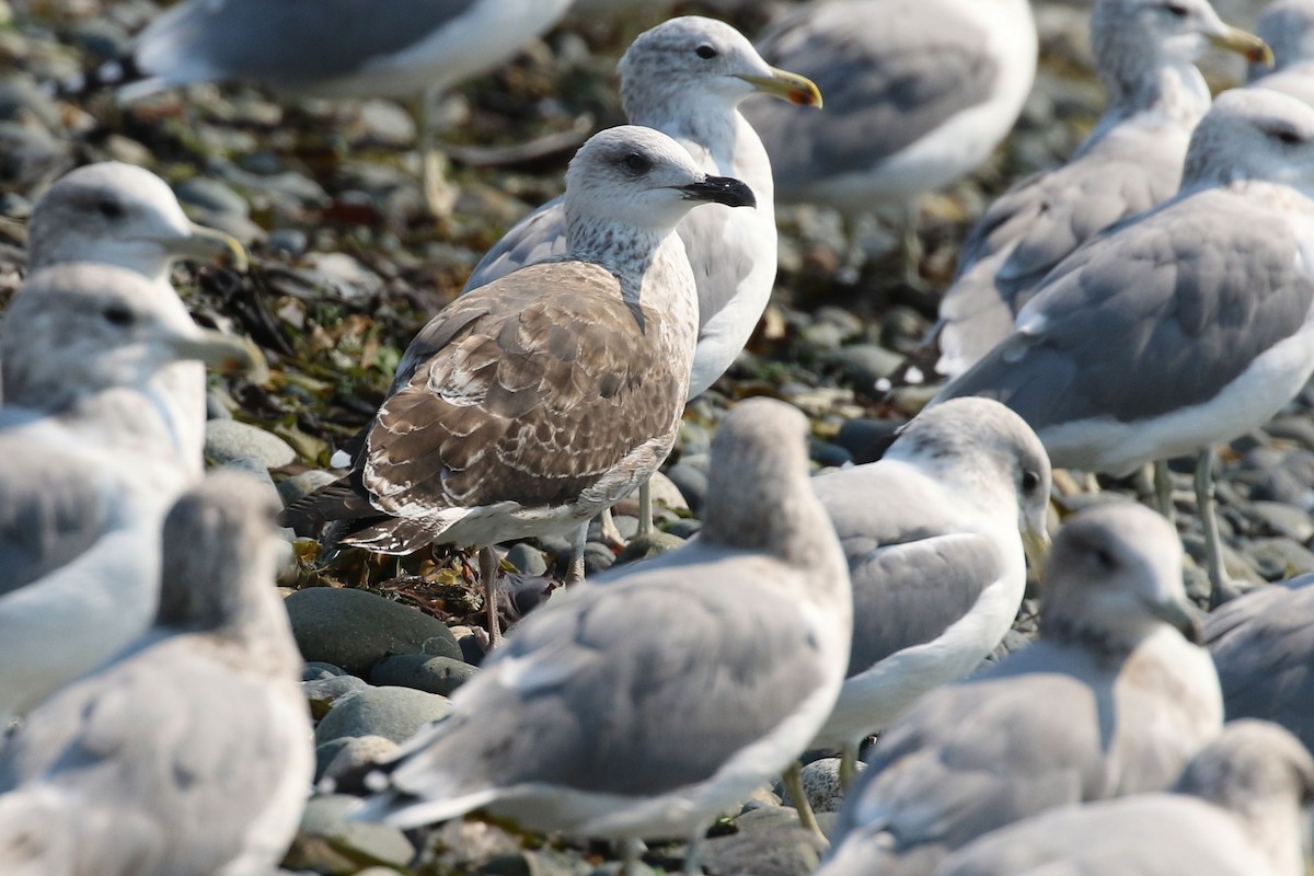Lesser Black-backed Gull - ML483079641