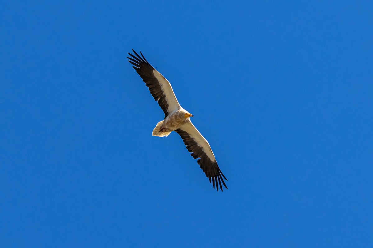 Egyptian Vulture - ML483079661