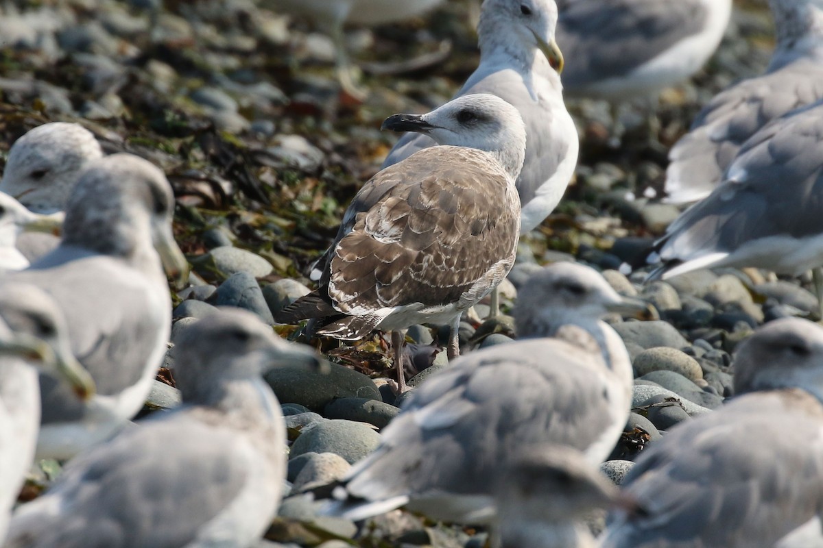 Lesser Black-backed Gull - ML483079671