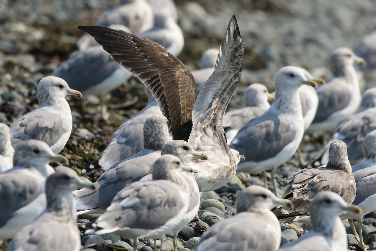 Lesser Black-backed Gull - ML483079731