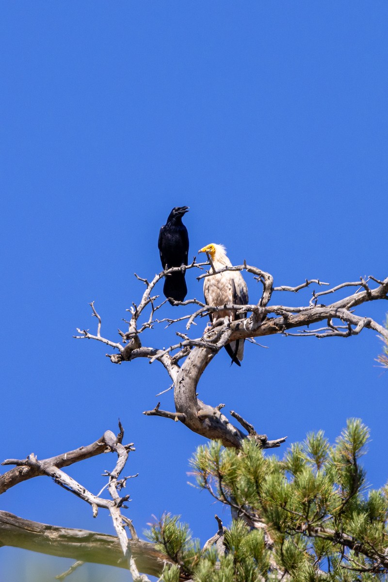 Common Raven - ML483079831