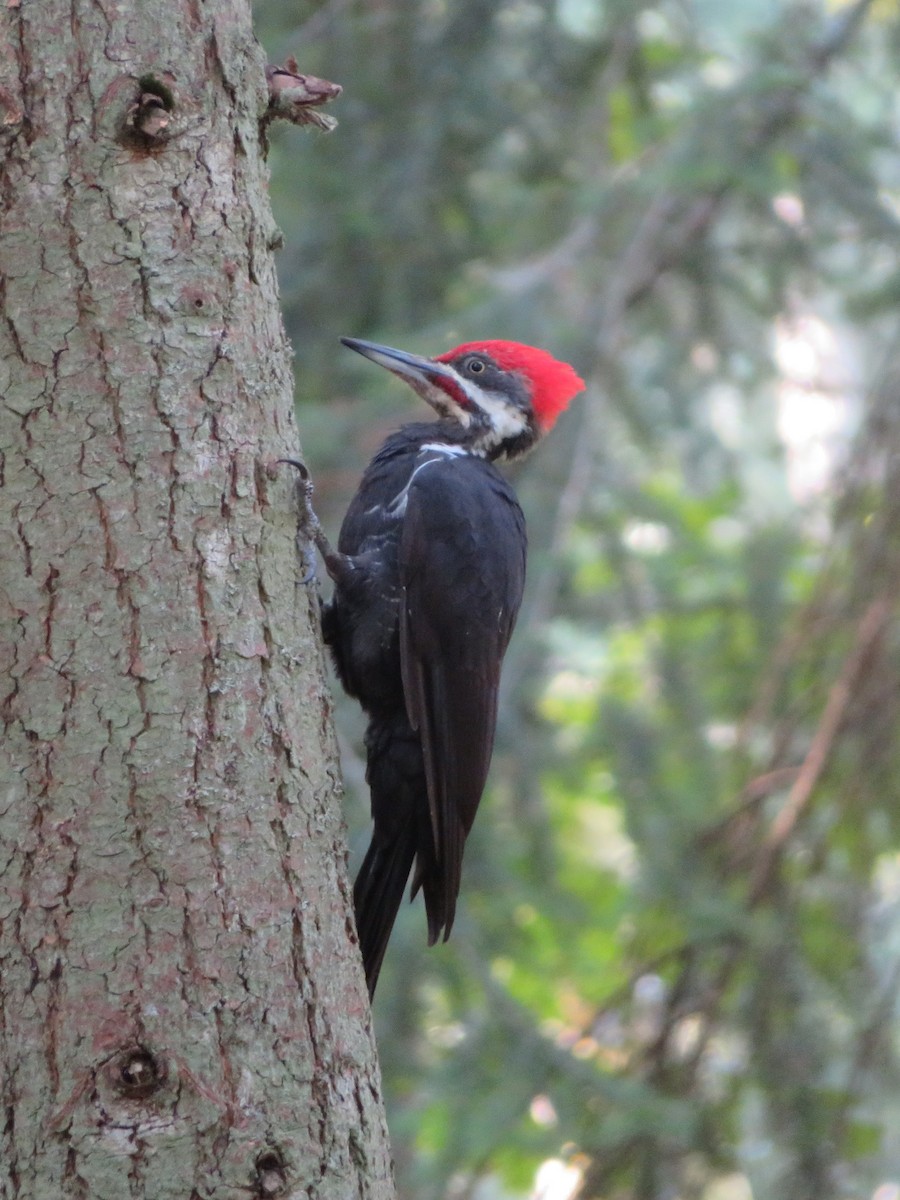 Pileated Woodpecker - ML483080171