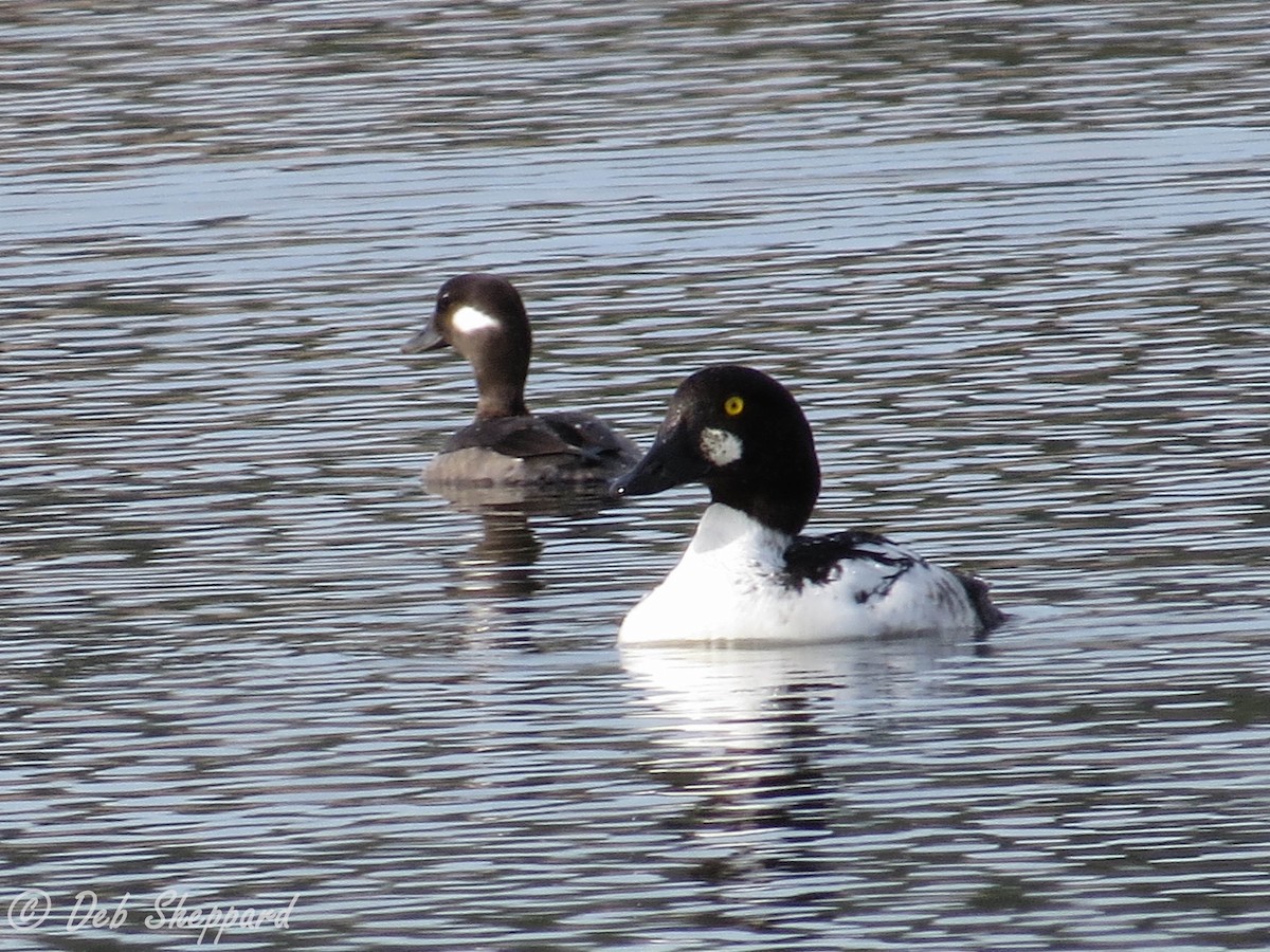 Common Goldeneye - Debra Sheppard