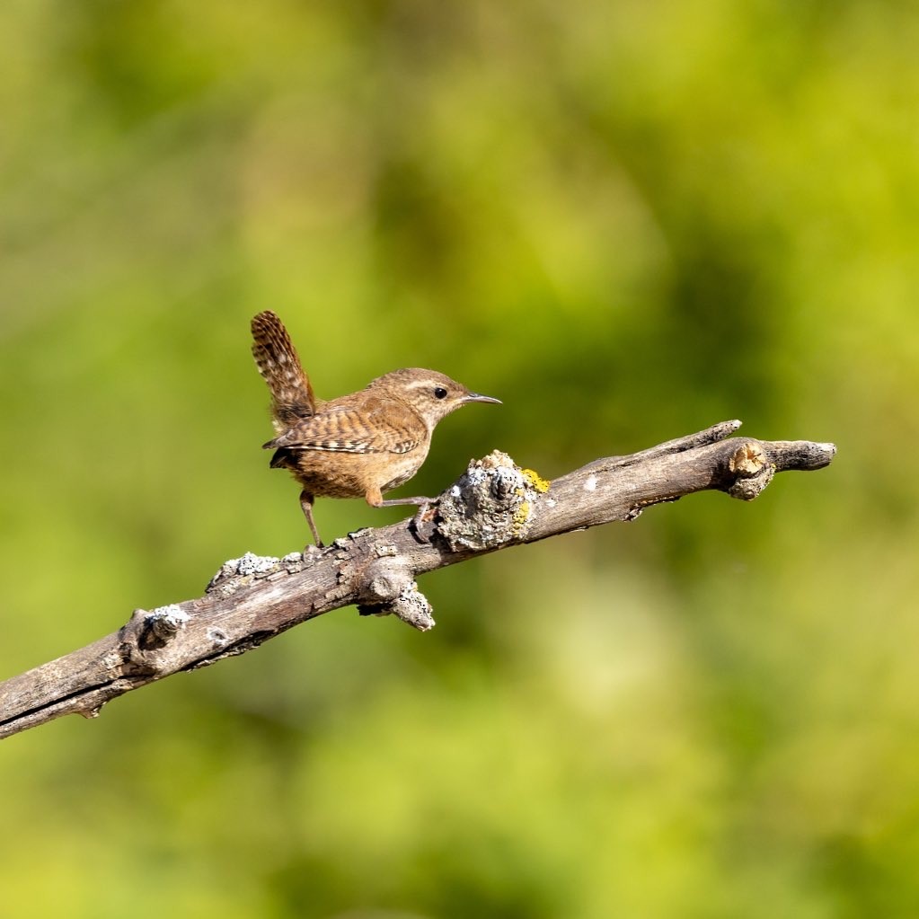 Eurasian Wren - ML483081641