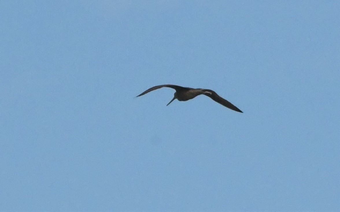 Marbled Godwit - ML483083341