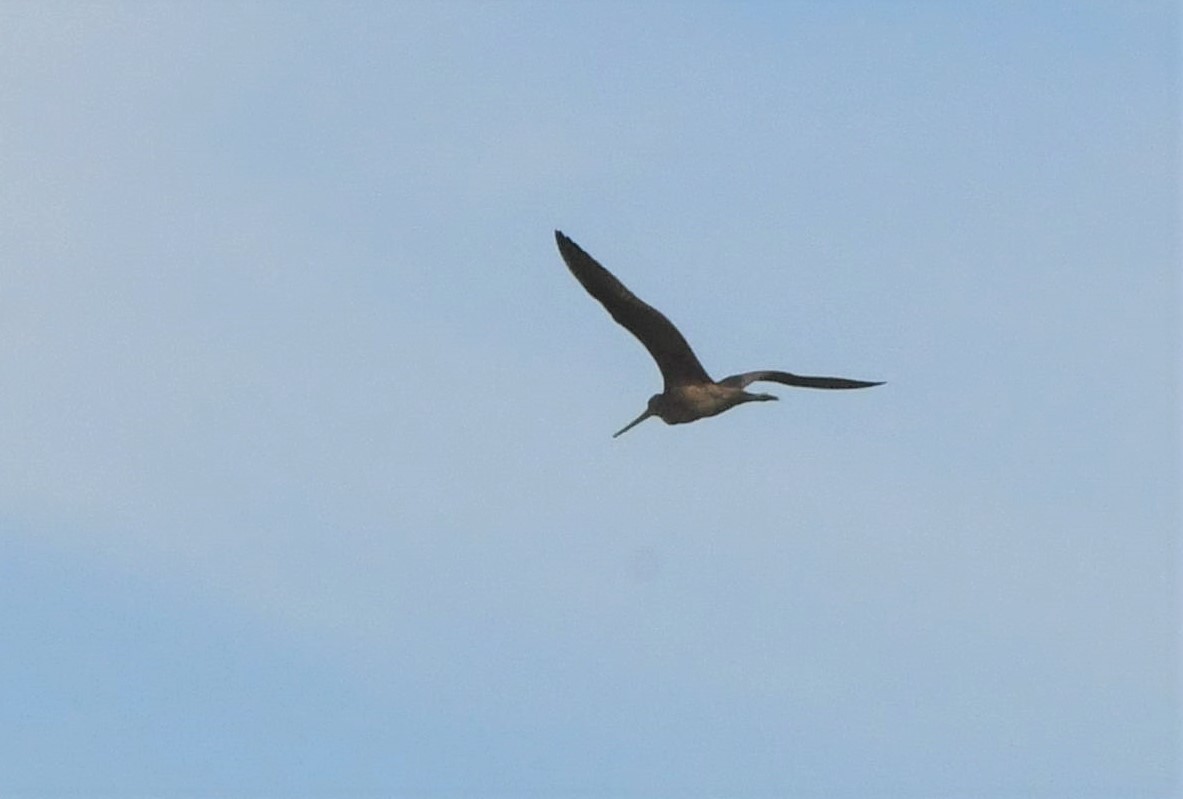 Marbled Godwit - ML483083411