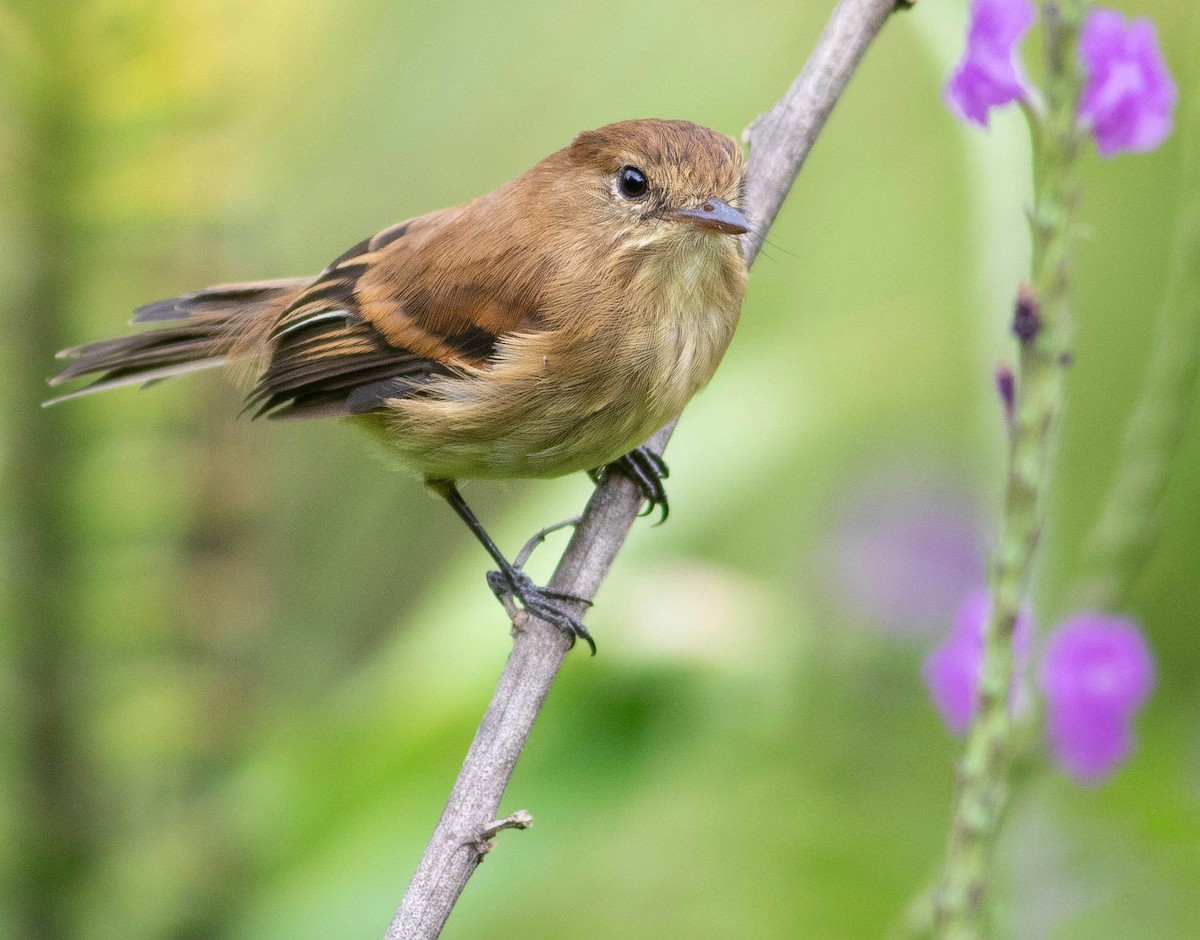 Bran-colored Flycatcher - ML483083601
