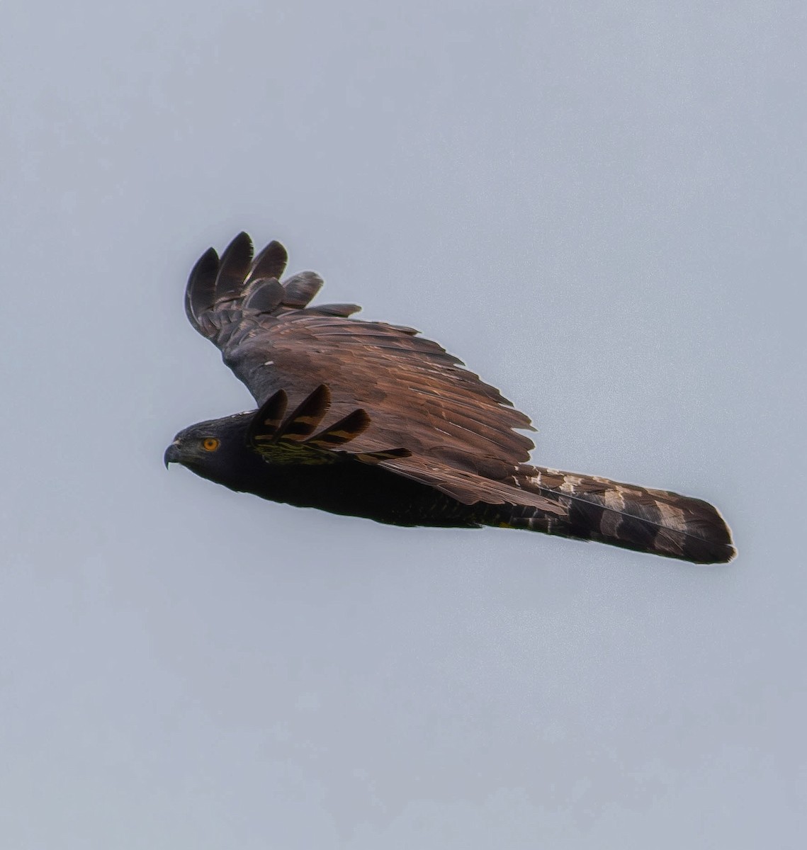 Black Hawk-Eagle - ML483083701